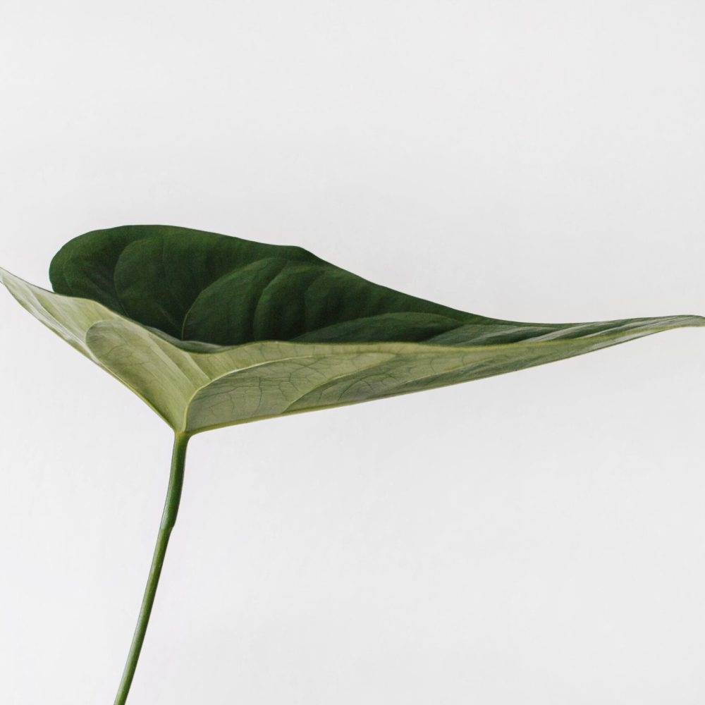 sarah-dorweiler-9Z1KRIfpBTM-unsplash